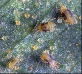 مكافحة حشرة عنكبوت الغبار في  750 دونم من اشجار النخيل بكربلاء مع ورش عمل حول انفلونزا الطيور