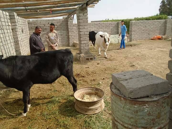 زراعة ذي قار تواصل حملتها الوطنية ضد مرض الحمى القلاعية للأبقار