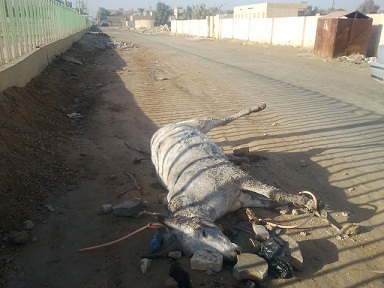 كربلاء:حمار ميت في منطقة حي المعلمين يزكم انوف المارة ويبعدهم عن المنطقة بسبب الروائح (مصور)