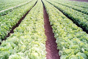 وفد أمريكي يزور محافظة كربلاء لدراسة الواقع الزراعي المتردي في المحافظة