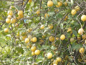 مكافحة أمراض الحمضيات في بساتين ناحية الخيرات في  كربلاء