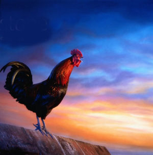 295 دولارا غرامة على صاحب ديك ايطالي يصيح مبكرا