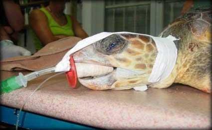 وفاة سلحفاة الملك فاروق في حديقة الحيوان بمصر عن عمر ناهز الـ270 عاما+صورة