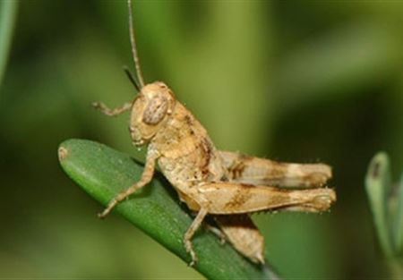 الجراد يجتاح بيروت  ومدن لبنانية !