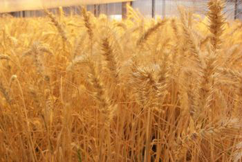 توزيع 3149 طنا من مادتي الشعير والحنطة العلفية على مربي الاغنام في كربلاء