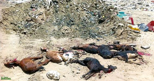 إغلاق مطعم يقدم ماعزا مصابة بالطاعون بالسعودية