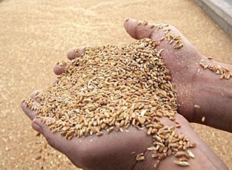 وزارة الزراعة تحدد سعر الطن الواحد ب(300)ألف دينار من الشعير ألعلفي في كربلاء المقدسة