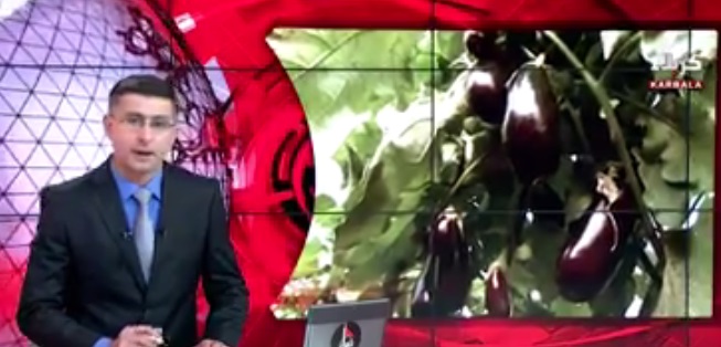 بالفيديو:ارتفاع معدلات الانتاج في مزارع العتبة الحسينية ومنتجاتها تغطي السوق المحلية في كربلاء