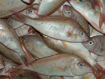 بيئة كربلاء ..قلة الأسماك في مبزل الرزازة نتيجة للتلوث الناجم عن زيادة السكان