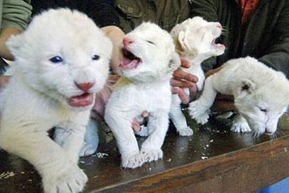 منع تهريب 3 اسود في مطار القاهرة من قبل راكب كويتي