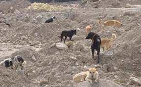 كلاب سائبة تطارد طالبات كلية الطب جامعة كربلاء