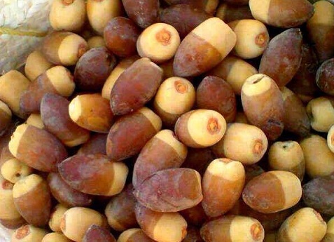 زراعة كربلاء: تسويق أكثر من 41 ألف طن من التمور للموسم 2013-2014