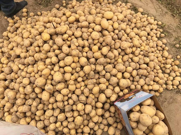 للمرة الاولى في البصرة : نجاح زراعة البطاطا في غير موسمها