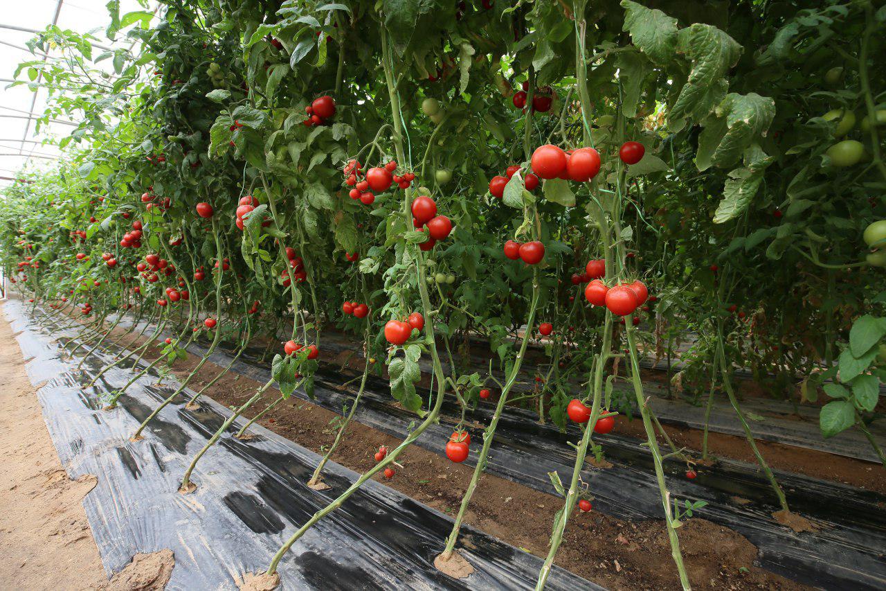 بالصور: العتبة الحسينية تحوّل الصحراء الى واحة خضراء ومنتوجاتها ستغرق السوق المحلية