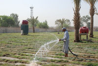 بلدية كربلاء تؤهل مساحة 6 دونم بالثيل وأشجار النخيل(مصور)