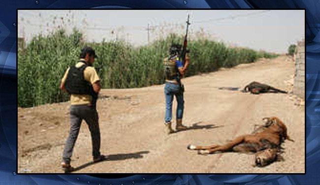 بعد السيارات والاحزمة الناسفة.. "حيوانات مفخخة" في العراق