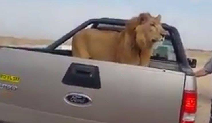 بالفيديو: أسد عراقي يحارب كتفا لكتف مع الجيش العراقي ضد