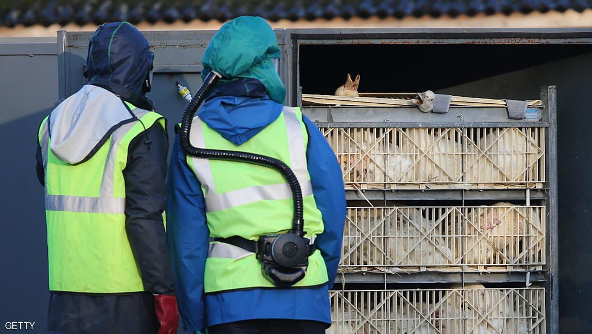 إيران تعدم مئات آلاف الطيور مع انتشار "إنفلونزا الطيور"