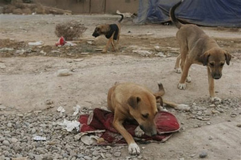 كلاب سائبة تهاجم طفلة وتقتلها جنوبي الحلة