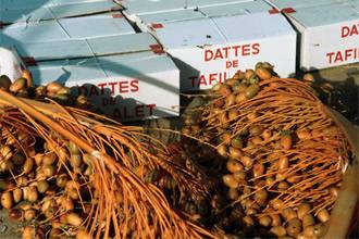 انخفاض كبير في انتاج التمور العراقية