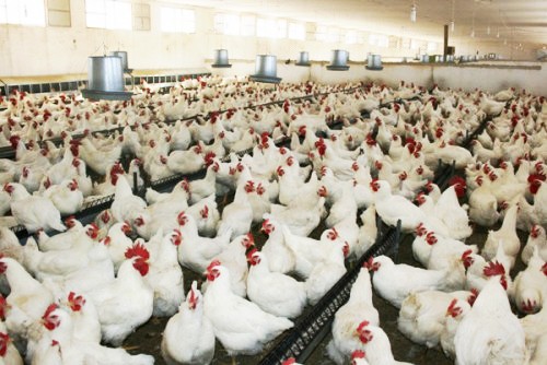 كربلاء :منح إجازة استثمارية لمعمل دجاج الأقفاص في الكمالية بمبلغ 3 مليارات دينار