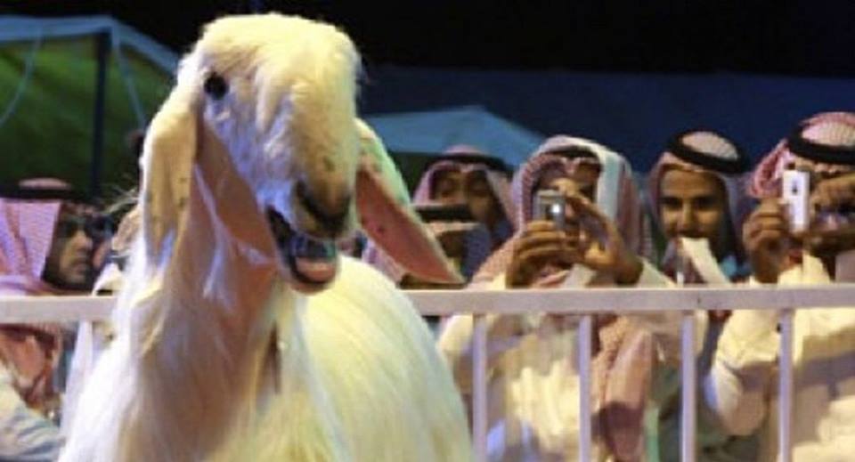 بالصورة: ملكة جمال ‫‏السعودية‬ الجديدة