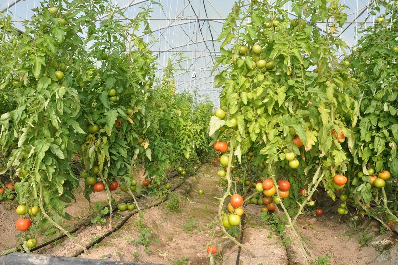 منح اكثر 88 مليار دينار للفلاحين والمستثمرين ضمن قروض المبادرة الزراعية في كربلاء