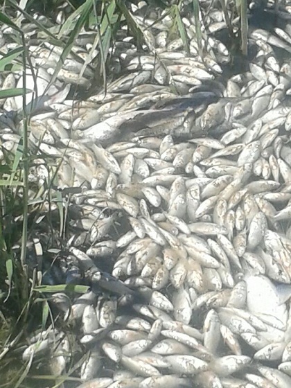 كارثة بيئية تقتل الاف الاسماك وتنذر بامراض مستقبلية في كربلاء (مصور)