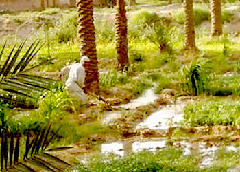 مشروع علمي عراقي يحصل على المركز الاول من بين 200 بحث في الزراعة