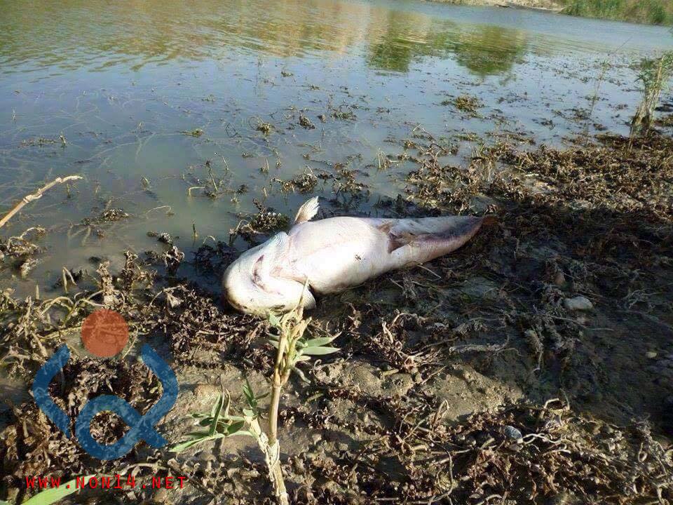 بالصور :جفاف اهوار العراق وخسائر بالثروة السمكية