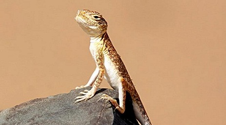 مصري يبيع سحلية لسائح بملبغ 5 ملايين دولار على أنها ديناصور