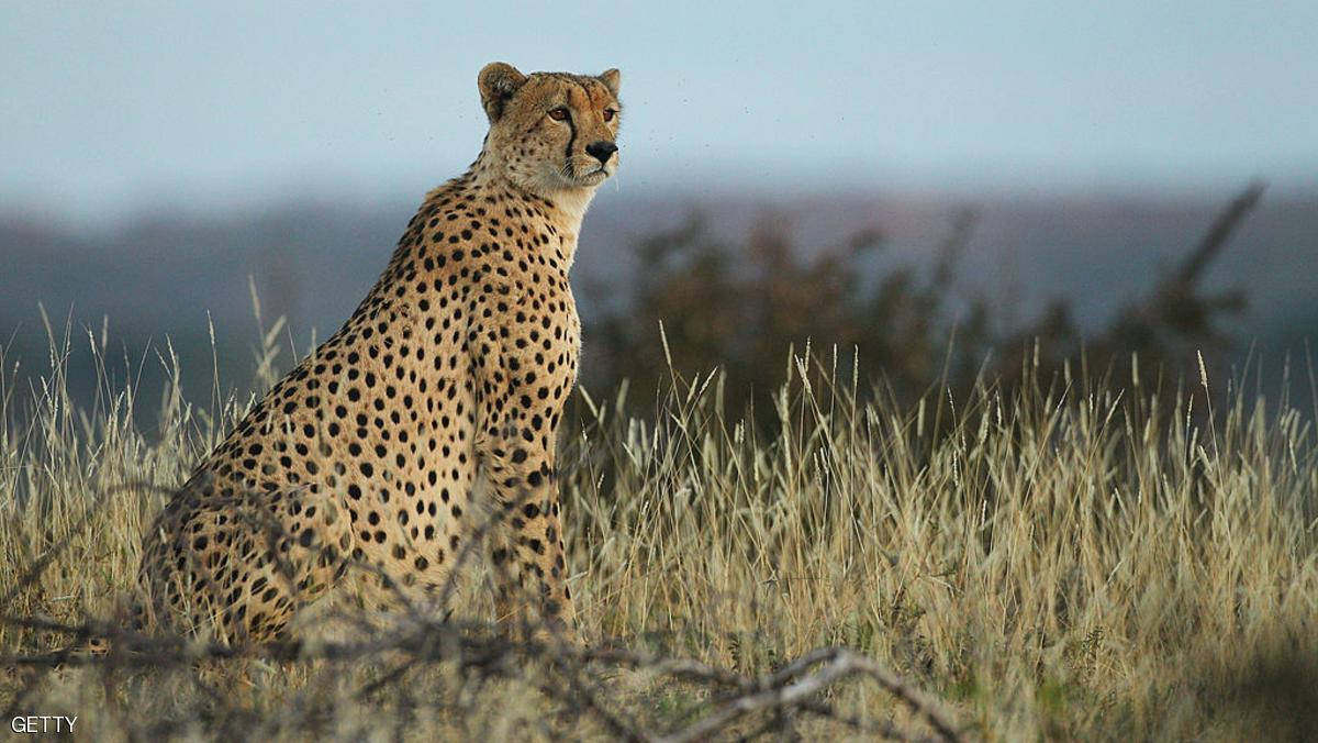 أسرع حيوان بالعالم على طريق الانقراض