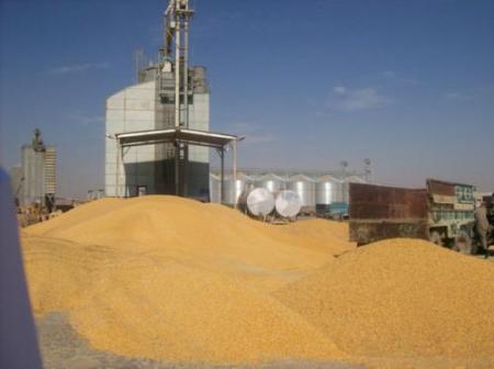 تسويق أكثر من 3941 طن من الذرة الصفراء في كربلاء