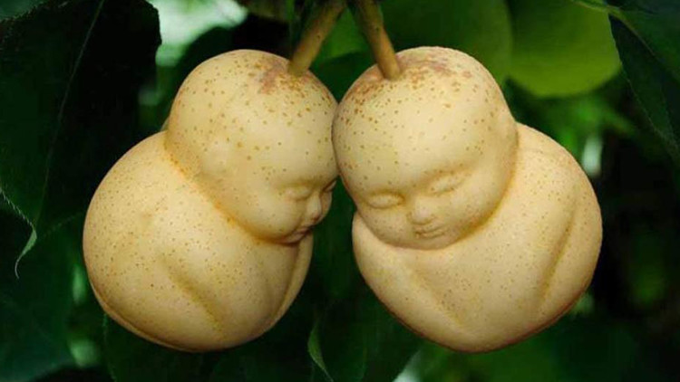 بالصور: "أطفال الإجاص" ثمار لا تقوى على أكلها