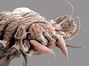 استثمار البصرة: مشروع المدينة الهولندية في المحافظة حصل على موافقات اولية