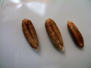 مفاجأه غير متوقعه في نواة التمر للاسباب التالية ..