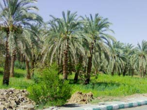 زراعة كربلاء تبدأ حملاتها المجانية لمكافحة الحشرات التي تصيب بساتين الفاكهة في المحافظة