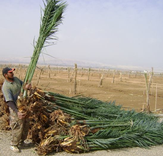 تعرف على اسباب منع وزارة الزراعة دخول الفسائل من محافظة البصرة إلى محافظة كربلاء
