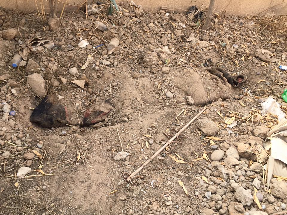 بالصور:استمرار العثور على مقابر لجثث داعش في بيجي