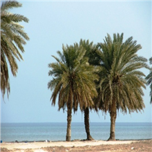 تقرير: ارتفاع مياه البحر يهدد سواحل دول الخليج العربي