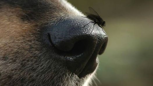 علماء : الذباب سيحل محل الكلاب في حراسة الحدود