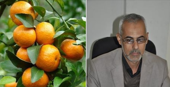 أكثر من 281 ألف شجرة حمضيات في بساتين كربلاء