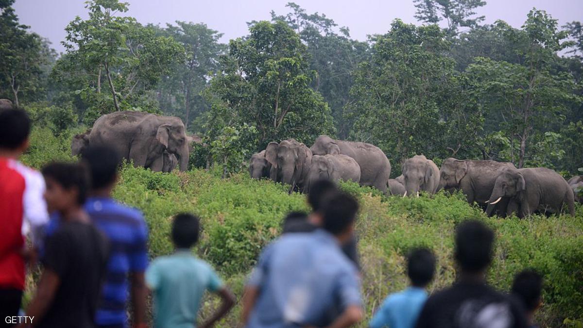 قطيع أفيال يهاجم قرية