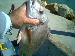 اتساع ظاهرة صيد الأسماك بالأساليب غير القانونية في كربلاء