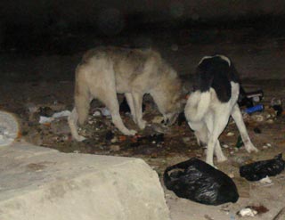 حملة لإبادة الكلاب السائبة في كربلاء