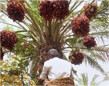 زيادة إنتاج محصول التمور لهذا العام في كربلاء