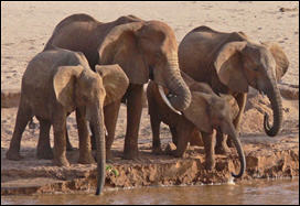 دراسة اسكتلندية الأفيال تتعرف على أفراد أسرتها بحاسة الشم