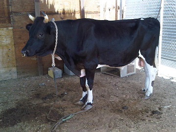 ثيران تهاجم عوائل في كربلاء وتوقع بينهم اصابات