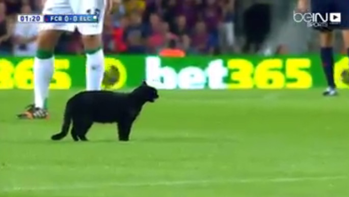 بالفيديو: قط يتجوّل في ملعب برشلونة والمعلق يتفاعل معه