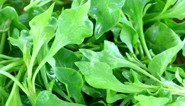 10 فوائد صحية مذهلة للجرجير، تعرف عليها